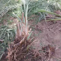 جنگ مضافتی اصیل بمی|گل و گیاه طبیعی|بم, |دیوار