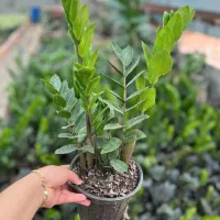 فروش انواع گلهای اپارتمانی|گل و گیاه طبیعی|سنندج, |دیوار