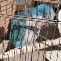 پرنده طوطی راهب سخنگو دستی