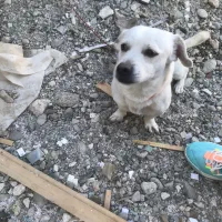 فروش سگ نژادبولداگ قیمت ۷ ملیون|سگ|محمدشهر, شهرک پیام (مهرالبرز)|دیوار