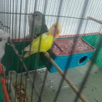 طوطی کوتوله