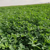 بذر یونجه رنجر تناژ بالا|خدمات باغبانی و درختکاری|شیراز, تاچارا|دیوار