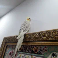 عروس هلندی جفت