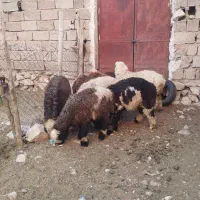 فروش ۷راس بره ترکی