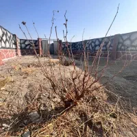 خرید-مستقیم-از-مالک-باغچه-در-شهریار