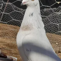 با سلام فروش کفتر سرور ذات قدیمی