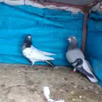 کبوتر|پرنده|گلپایگان, |دیوار