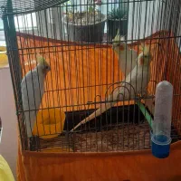 عروس هلندی|پرنده|عنبران, |دیوار