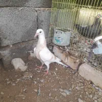 جفت نر ماده گوک|پرنده|ایرانشهر, |دیوار
