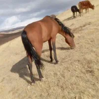 اسب نر|اسب و تجهیزات اسب‌سواری|میاندوآب, |دیوار