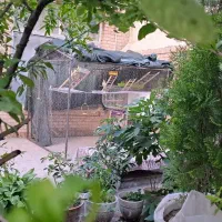 قفس بزرگ و محکم و شکیل