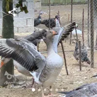 غاز و بوقلمون میفروشم|حیوانات مزرعه|زرگرشهر, |دیوار