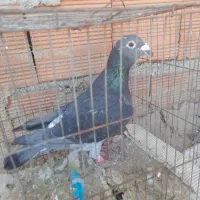 چاپی مسافتی نرپلاک ۲۰۱۹ معاوضه با طوقی نر|پرنده|مینودشت, |دیوار