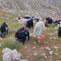 فروش بز و کهره