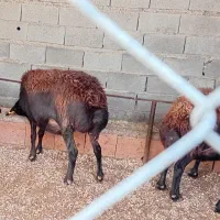 گوسفند ابستن سنگین|حیوانات مزرعه|نکا, |دیوار