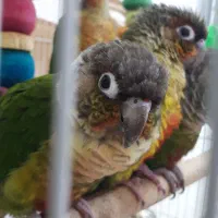 طوطی گرینچیک|پرنده|مشهد, الهیه|دیوار