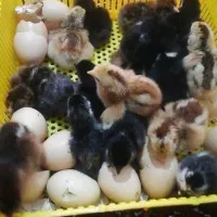 دستگاه جوجه کشی|لوازم جانبی حیوانات|کردکوی, |دیوار