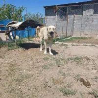 سگ عراقی معاوضه