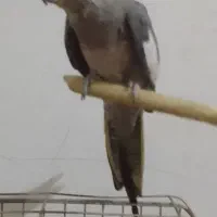 دوعدد عروس هلندی|پرنده|پاکدشت, پاکدشت (مامازند)|دیوار