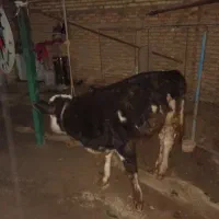 گوساله نر سمنتال