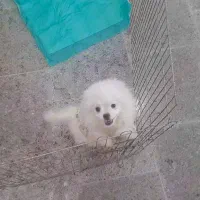 سگ پامر نر اصل|سگ|خرمدره, |دیوار