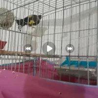 کمبود وقت 3 تارو باهم،با بره هم معاوضه