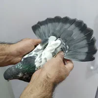 کفتر پاکستانی|پرنده|کوهدشت, |دیوار