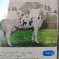 کارگر گاوداری