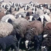 نژاد اصیل و برتر ایران|حیوانات مزرعه|مهریز, |دیوار