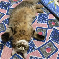 واگذاری رایگان گربه دی ال اچ مهربون