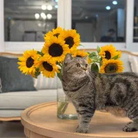 واگذاری گربه بریتیش چینچیلا|گربه|تهران, درکه|دیوار