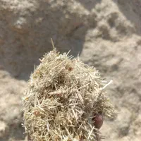 فروش کاه|عمدهفروشی|کامفیروز, |دیوار