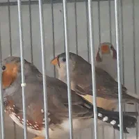 فنج گلوبرید.کینگ انگلیسی.نرگسی.کرواتی|پرنده|کرج, شاهینویلا|دیوار