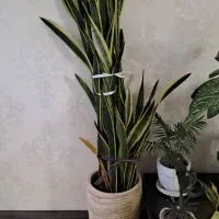 فروشی سانسوریا|گل و گیاه طبیعی|تهران, مجیدیه|دیوار