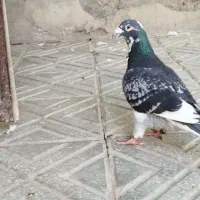 قره سبز سوسکی|پرنده|تربت‌حیدریه, سرمحله|دیوار