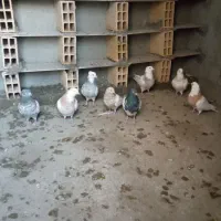 چند عدد کفتر طوقی کله دار