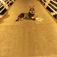 گم شده|حیوانات|رشت, گیل|دیوار