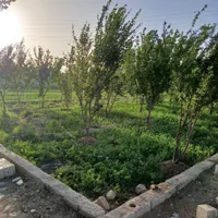 زمین باغی ، باغ ، زمین کشاورزی|فروش زمین و ملک کلنگی|اصفهان, خرم|دیوار