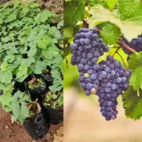 فروش نهال هر نوع موجود است|حراج|چهاردانگه (تهران), |دیوار