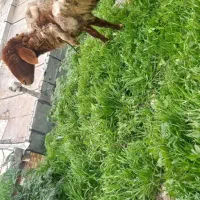 گوسفند جوان ماده