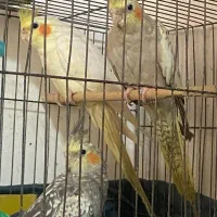 طوطی عروس هلندی|پرنده|رشت, سیا اسطلخ|دیوار