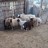 میش و بره|حیوانات مزرعه|دره شهر, |دیوار