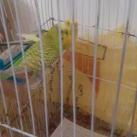 مرغ عشق|پرنده|بجنورد, |دیوار