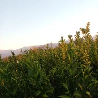 انواع نهال مرکبات