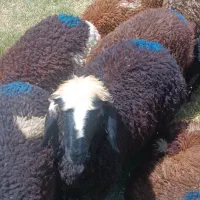 بره نر سبک