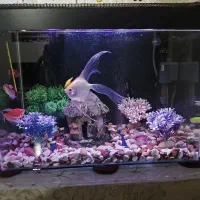 فروش آکواریوم با ماهی و تمام تجهیزات
