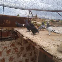 کفتر پریدنی