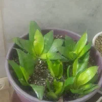 گل و گلدون