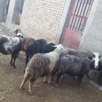 ۸تا میش جوان و سنگین|حیوانات مزرعه|بروجرد, |دیوار