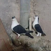 جفت ساده نرو ماده مرتب